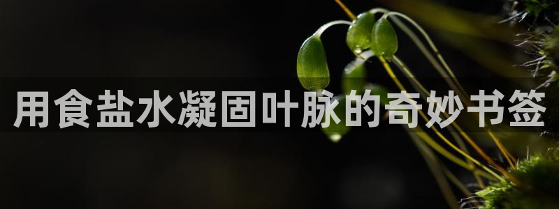 威九国际图片