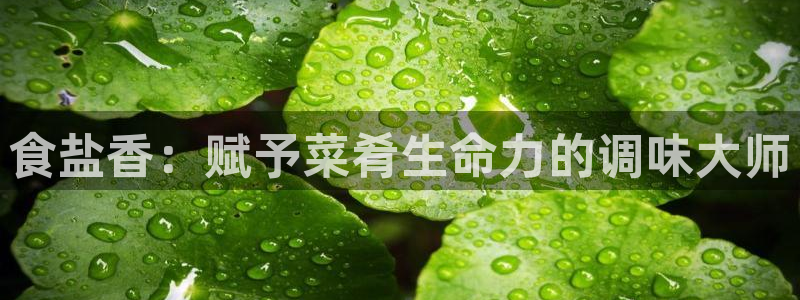 威九国际软件公司简介
